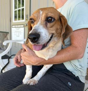 Bonnie, Beagle, senior, available for adoption