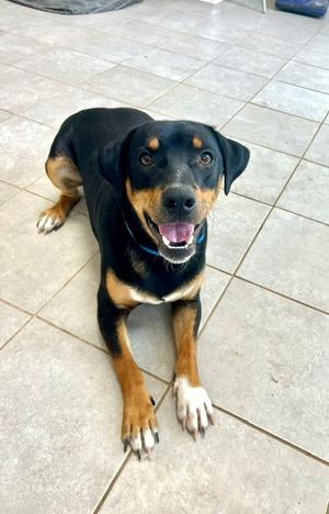 Charlie, Hounds (All Types) / Beagle, young, available for adoption