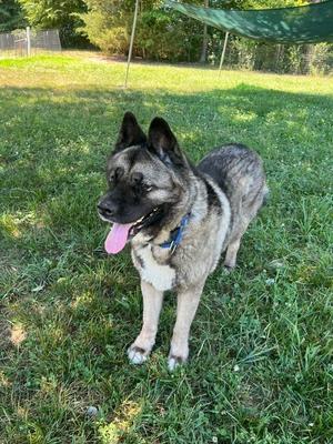 Kumi, Akita / Norwegian Elkhound, available for adoption