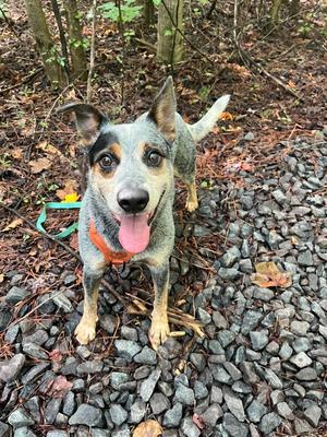 Charlie Bleu, Australian Cattle Dog, adult, available for adoption