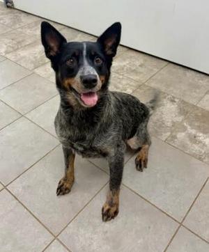 LadyBug, Australian Cattle Dog, adult, available for adoption