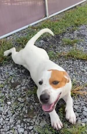 Jesse, Retriever (Unknown Type), puppy, available for adoption