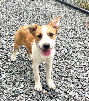Nettie, Retriever (Unknown Type), puppy, available for adoption