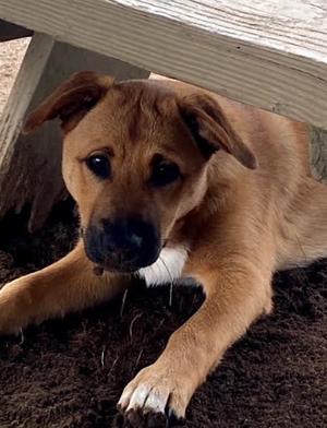 Molly, Shepherds (All Types) / Boxer, puppy, available for adoption