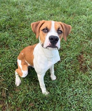Kooper, Boxer, young, available for adoption
