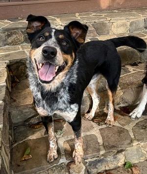 Oliver, Australian Cattle Dog, available for adoption