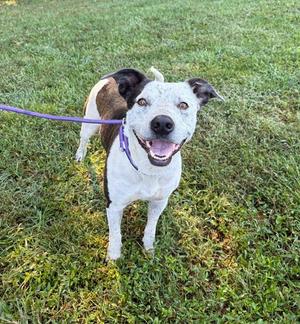Millie, Australian Cattle Dog / Unknown, adult, available for adoption