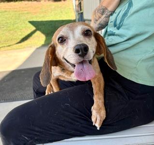 Nikki, Beagle, senior, available for adoption