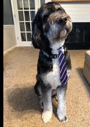 Moose, Bernese Mountain Dog / Poodle (Standard), adult, available for adoption
