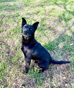 Fowler, Terriers (Medium), available for adoption