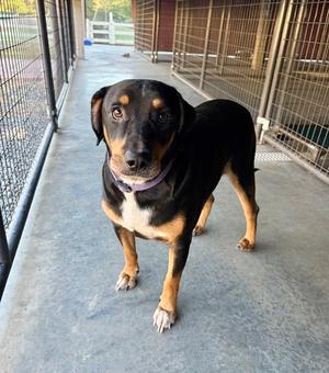 Ozzie, Hounds (All Types) / Beagle, young, available for adoption