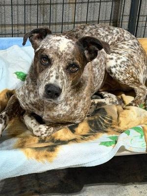Luke, Australian Cattle Dog / Unknown, available for adoption