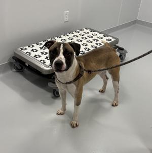 A brown and white dog standing on a leash next to a dog bed with paw prints on it.