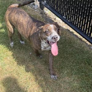 A brindle and white dog with a pink tongue sticking out, standing on grass near a black metal fence.