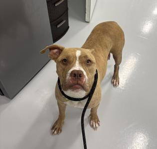 Magnolia, Pit Bull Terrier, adult, available for adoption