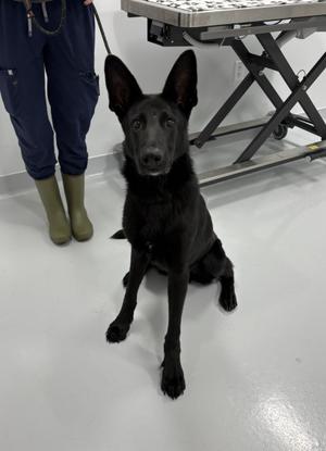 Fletcher, German Shepherd Dog / Collie, young, available for adoption