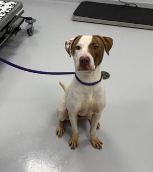 A brown and white dog sitting on a gray floor, wearing a purple leash.