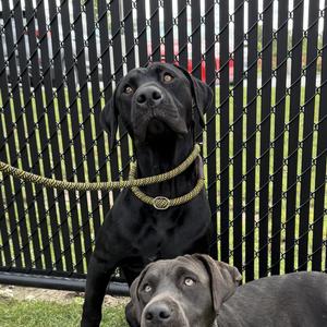 Bart, Labrador Retriever, young, available for adoption