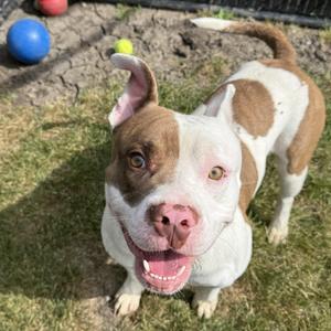Woodchuck, Pit Bull Terrier, adult, available for adoption
