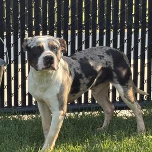 Cujo, Pit Bull Terrier, young, available for adoption