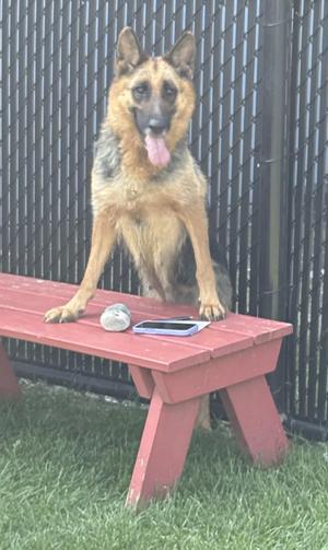 A German Shepherd dog sitting on a red wooden bench with its tongue out, with a phone and a ball on the bench.