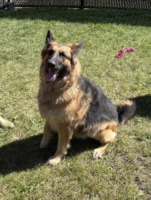 Siggi, German Shepherd Dog, adult, available for adoption
