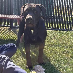 A black dog standing on grass with a person's leg and a white object in the foreground.