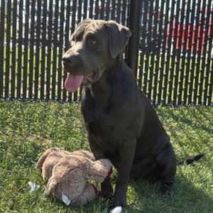 Lisa, Labrador Retriever, young, available for adoption