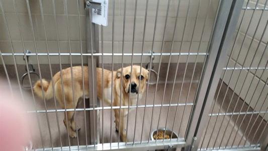 A light brown dog standing in a metal cage with a food bowl on the floor.