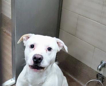 A white dog with floppy ears and a black nose, sitting in a bathroom with tiled walls.
