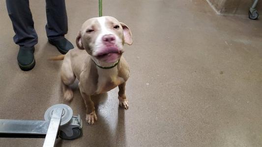 A brown dog with a green collar standing on a concrete floor, looking up at the camera with its tongue out.