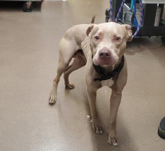 A light-colored pit bull dog standing on a concrete floor, wearing a black collar.