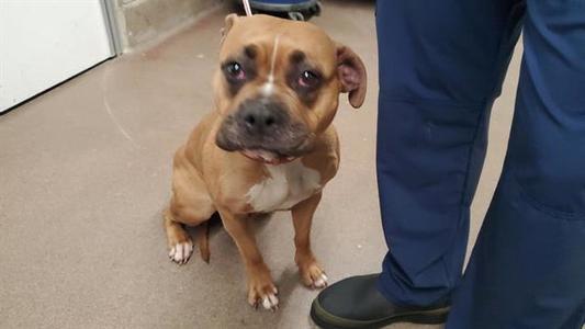 NOVA, Boxer, adult, available for adoption