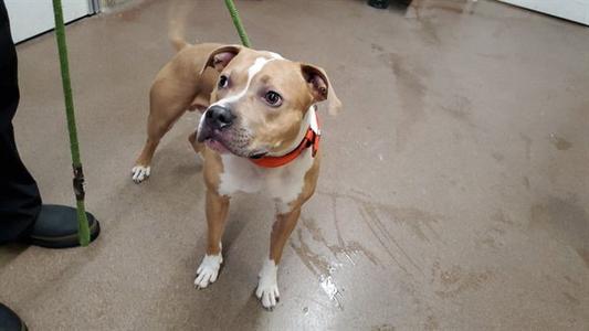 A brown and white dog with a red collar standing on a concrete floor.