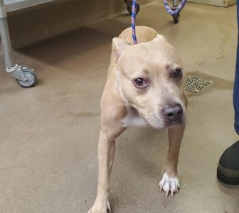A light-colored dog with a blue leash, standing on a concrete floor.