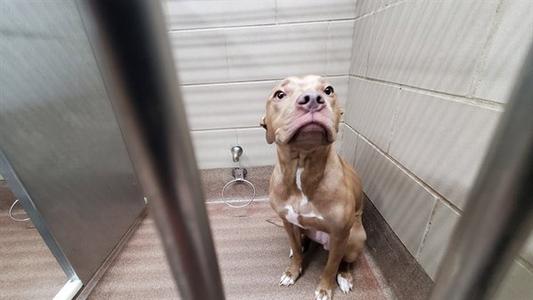 *HARMONY BEAR, American Pit Bull Terrier, young, available for adoption