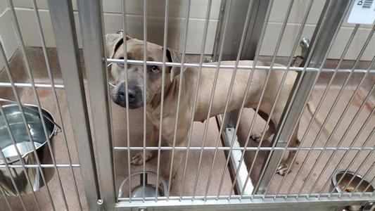 A brown dog standing in a metal cage with a water bowl and food bowl.