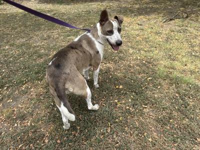 A brown and white dog on a leash standing on grass