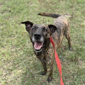 a brown and black brindle dog with a red leash standing on grass