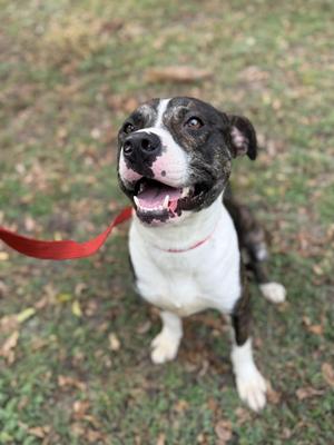 A happy dog with a black and white coat, wearing a red leash, sitting on grass with its mouth open in a smile.