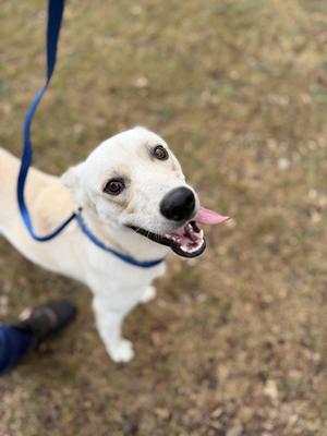 A happy white dog with a blue leash, standing on grass and looking up with its tongue out.