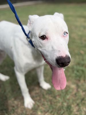 Lucky A2026486, Pit Bull Terrier, young, available for adoption