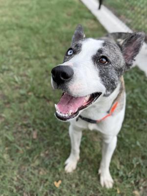 a happy dog with a white and gray coat, blue eyes, and an orange collar, standing on grass