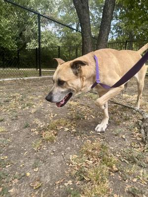 Brosif, Shepherd, senior, available for adoption