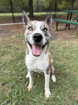 A dog with a white and brown coat, blue eyes, and a black nose is sitting on grass in a park. The dog has its mouth open, showing its tongue, and appears to be happy. In the background, there is a green picnic table and a fence.