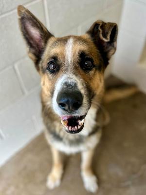 Archer P2026010, German Shepherd Dog, senior, available for adoption