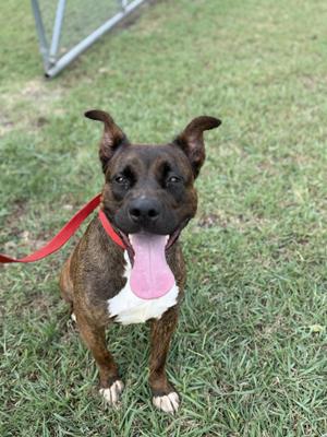 A brown and white dog with a red collar and a red leash, standing on grass and panting with its tongue out.