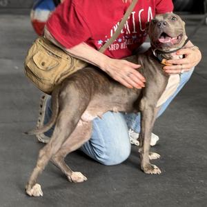 Lady A A2026477, Pit Bull Terrier, adult, available for adoption