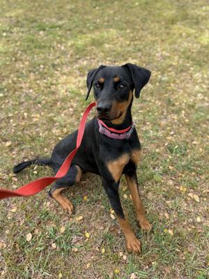 A black and tan dog sitting on grass with a red leash attached to its collar.