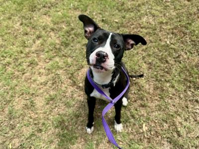 A black and white dog with a purple leash standing on grass.